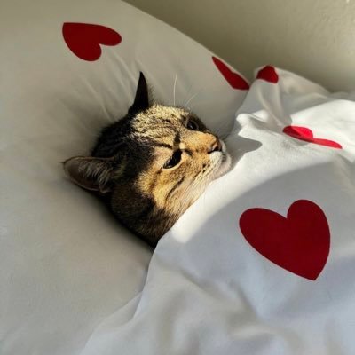 ghreenty's profile picture. 