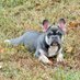 French bulldog lovers (@frenchbulldog80) Twitter profile photo French bulldog lovers (@frenchbulldog80) Twitter profile photo