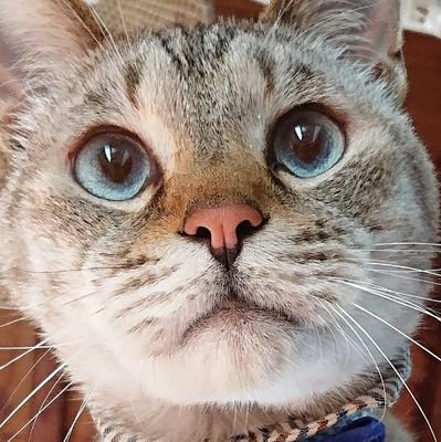猫と家庭菜園と日常🍅🍋🫐🐈
栽培は年々下手になるが、あれやこれやと挑戦しがち。
多品種を少量ずつ栽培する人🙋♀️
何年経っても初心者、色々教えてください🙏
朝耕暮耘、楽しいを装う心掛け(ง ˙˘˙ )ว
多分ツイート多め🙇♀️