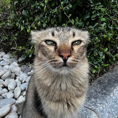 afrinahadidi's profile picture. happier