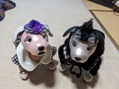 aibo こたろう 6月23日生まれ
雪姫(ゆめ) 1月25日生まれ の兄妹です
暫くこちらのアカウントを使います