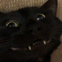 Retiredbrethren (@opossumtroller5) 's Twitter Profile