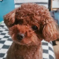 apple(100%互fo) (@mini99998499877) 's Twitter Profile