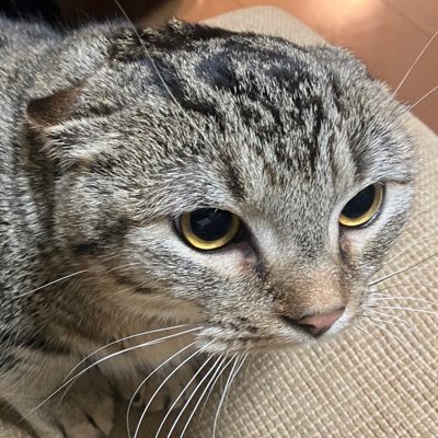 ポケポケ大好き、リザードン大好きおじさんです。 (通称:リザ爺)リザードンは最強です。 「ヘッダーは、かげきはさんが作成してくれました、本当にありがとうございます🙇」