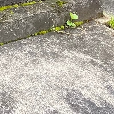 34lU7nPQcB93314's profile picture. 推しをあらゆる方面からふるぼっこにする。
グロ・ﾀﾋネタ・パロ・その他諸々。あとあふれ出る自我。自衛は各自でお願いします。
特殊性癖の煮凝り。永久鍵。本人関係者B済。高卒済２０↑。
鍵垢18⤴のみ通します。