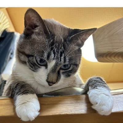 msv89217133's profile picture. 1971製ポンコツ。新潟県の真ん中あたりに生息。RC垢。バイク垢。性癖特化垢。MC抜けてノーカラー。A6仏壇は今期営業終了。