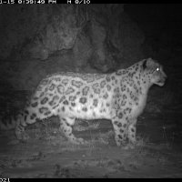 Snow Leopard Foundation in Kyrgyzstan (@snowleopardkg) 's Twitter Profile