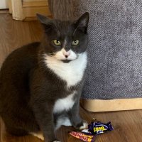 Alfie and Poppy 🌈 (@poppyandmolly2) 's Twitter Profile
