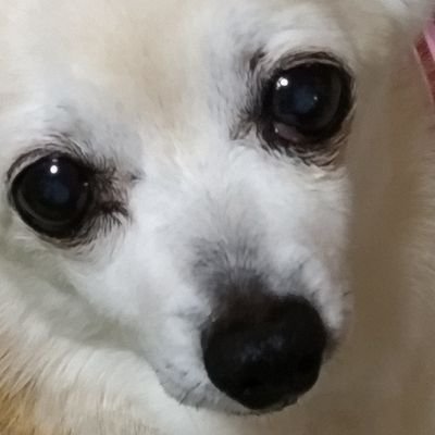不慣れで失礼がありましたらお許し下さい🙇皆様のツィートで日々勉強させて頂いてます📖日本が間違った方向へ進みませぬように☺️❌熱烈に政党支持されてる方、投資エロギャンブル❌ブロックさせて頂きます🙇誤字脱字使用間違い多💧👍️やリツィートは賛同のみではありません💧✉️❌六四天安門