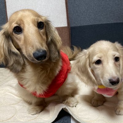 AmoLua_Dachs's profile picture. Mダックスの二匹と猫の日常をゆるく更新していきたいです。

アモ（♀・🎂2023/12/15・シェ―デッドイエロー）
ルア（♀・🎂2024/8/3・イエロー）
ライラ（♀・🎂2014/7/7・茶トラ猫）