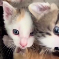 Büşra🌸 (@busraa35165482) Twitter profile photo