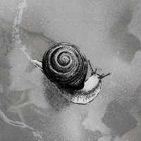Rats on Rafts (@ratsonrafts) 's Twitter Profile