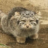 しょこ (@flucmergitur) 's Twitter Profile