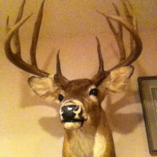 whitetail65's profile picture. 