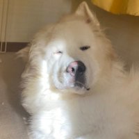 グレピのウーロン (@oolong__1028) 's Twitter Profile