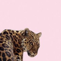 سـ (@e4iilll) 's Twitter Profile Photo سـ (@e4iilll) 's Twitter Profile Photo