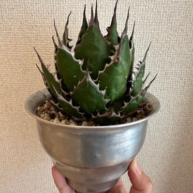 aymmsk12's profile picture. Number_i 全員！ King & Prince 箱推し。それぞれ好き！ SixTONESなにわ ゆるっと応援！ いつまでもがあると思っちゃいけない！やりたいことは思いついた時に！