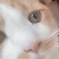 にゃん!! (@yui25000) 's Twitter Profile