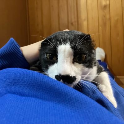 sarai78223tougo's profile picture. ミスチル、星野源さんKinggnu、髭男、山田裕貴君が大好きです。無言フォローすみません！猫も大好き🐱3児のママです。よろしくお願いします😄