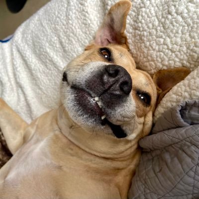 MrsDaleHasick's profile picture. A Dog Can Change The Way You See The World.