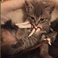 CKSS (@cksseuw) 's Twitter Profile