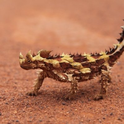 Evolutionary biologist & curator of herpetology @UMich