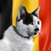 Feline Guardians Belgium (@fg_belgium) Twitter profile photo Feline Guardians Belgium (@fg_belgium) Twitter profile photo