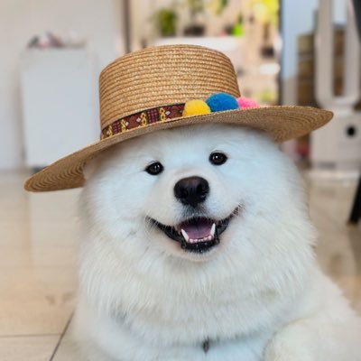 she/it, 24, transgender samoyed on 9 watchlists. 🐶😄☁️ just woofing around...