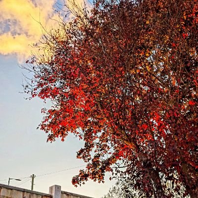 PwpAtTheBeach's profile picture. Trainee CBT Therapist.