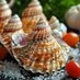 FreePeriwinkles (@saveperiwinkles) Twitter profile photo FreePeriwinkles (@saveperiwinkles) Twitter profile photo