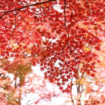 kusamiti93's profile picture. 気ままに適当をモットーに生きる ヘブバン/サマポケ/アマカノ/原神/スタレetc...