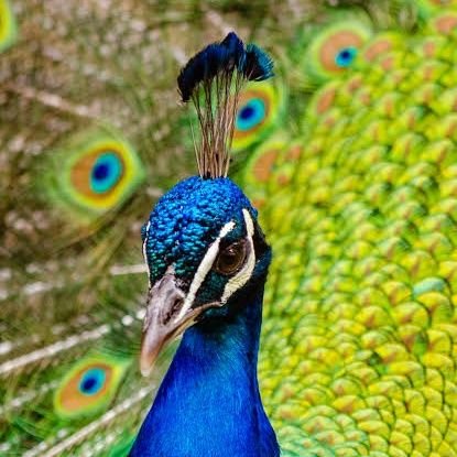 jayashreevilva6's profile picture. Hardware Engineer