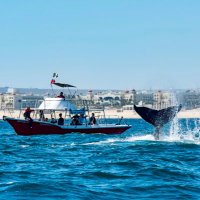 DIVE CABO PADI 5 star IDC Dive Center (@divecabo5star) 's Twitter Profile Photo