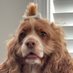 Butters the Narwhal (@maxyahn6434) Twitter profile photo Butters the Narwhal (@maxyahn6434) Twitter profile photo