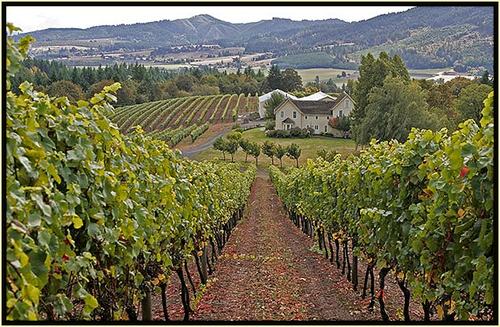 Home to the oldest Pinot Noir vines in the Willamette Valley, David Hill Winery creates award winning wines.  Open year round, daily 11 to 5 p.m.