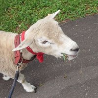 いときち (@chemoholic) 's Twitter Profile Photo いときち (@chemoholic) 's Twitter Profile Photo