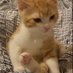 🐱 (@kympleia) Twitter profile photo 🐱 (@kympleia) Twitter profile photo