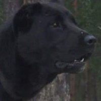 ●○●○●○●○ (@_hardcoredog_) 's Twitter Profile Photo ●○●○●○●○ (@_hardcoredog_) 's Twitter Profile Photo