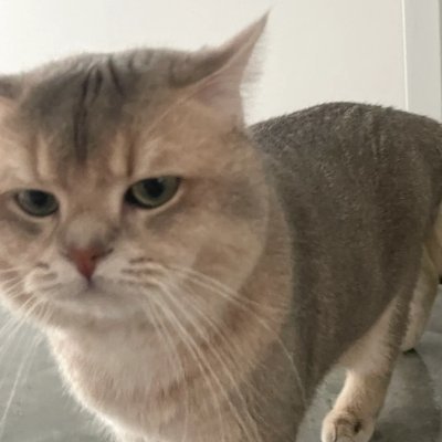 KristineJaYuna's profile picture. 🐱猫と一緒にアニメ観賞📺✨チャートの波に乗るのは猫の気分次第📈💰 寝てる間に爆益？いや、うちの猫が先に稼ぎそうだニャ〜😼💸