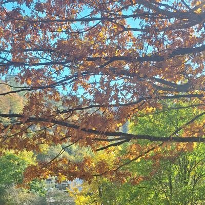 ademsoylu_'s profile picture. 🐾