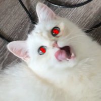 Onat (@onatv9) 's Twitter Profile