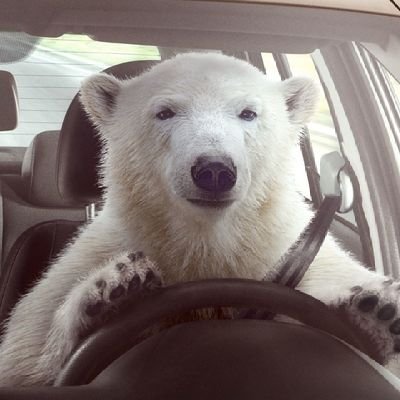 ice_paddington alt - more main than main *they/them//þey/þem NB 38* - Hard Stare & Cute Hair. Gardening Gay.