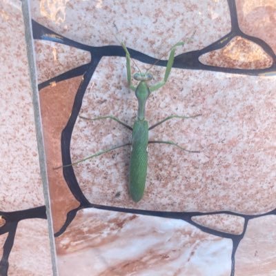 EldineYahya's profile picture. 