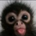 Out Of Context Monkeys (@monkeooc) Twitter profile photo Out Of Context Monkeys (@monkeooc) Twitter profile photo