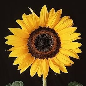 l2normie's profile picture. 