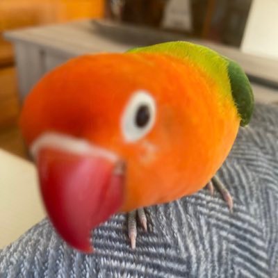 ninja88_R6's profile picture. 🇪🇸