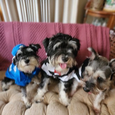Schnauzers_3's profile picture. 