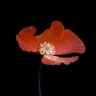 aggyvarda's profile picture. i need to figure out what my pretentious movies are