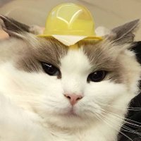 SaKreamTeresa (@fei429) 's Twitter Profile