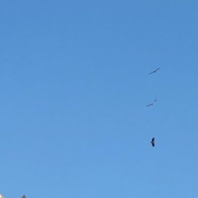 Niwemang4's profile picture. Mutsuz